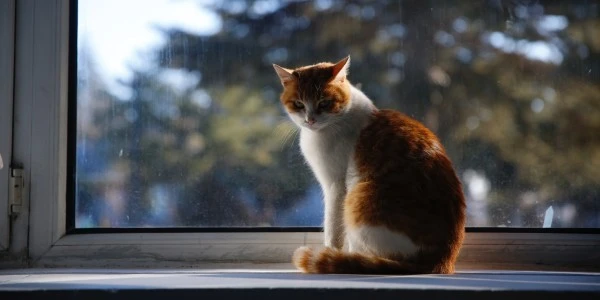Konya’da kedi tüyü tartışması bıçaklı kavgaya dönüştü: 2 yaralı