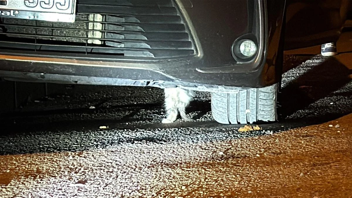Karabük'te otomobilin altına sıkışan kedi kurtarıldı