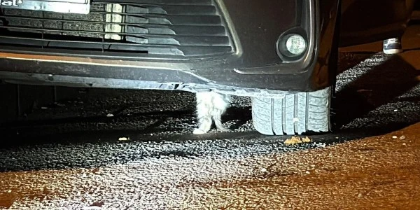 Karabük'te otomobilin altına sıkışan kedi kurtarıldı