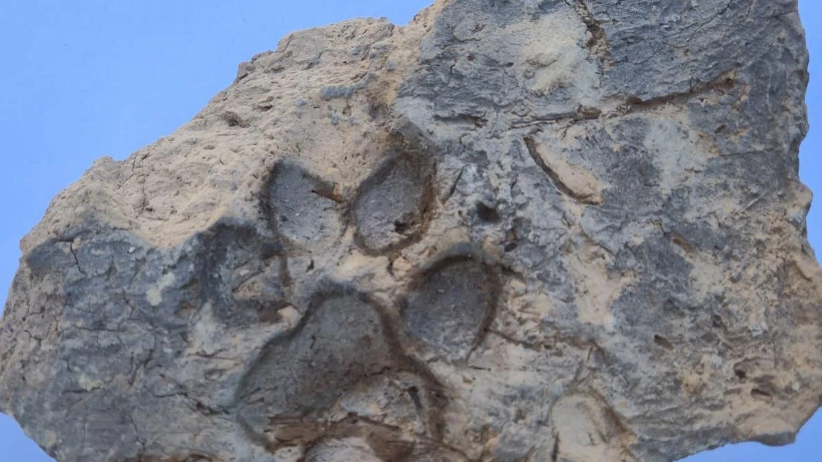 Tavşanlı Höyük’te 4 bin yıllık köpek pati izleri bulundu