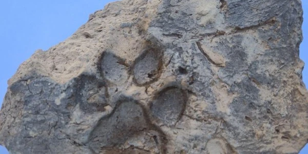Tavşanlı Höyük’te 4 bin yıllık köpek pati izleri bulundu