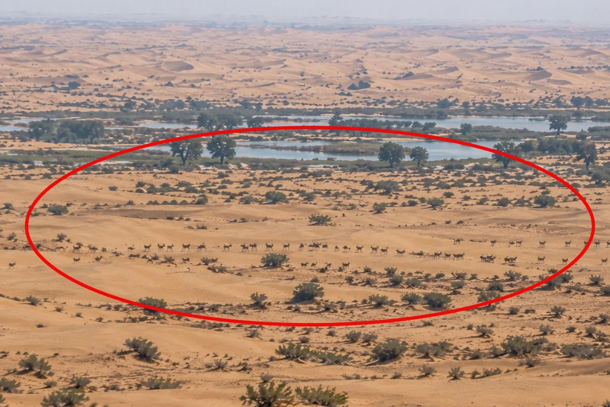 Dubai çölünde Patagonya maraları çoğalıyor: Sayıları 200'e yaklaştı