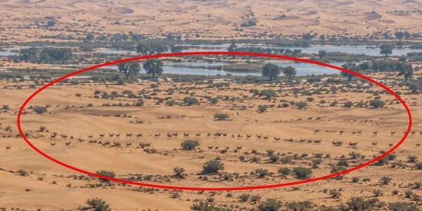 Dubai çölünde Patagonya maraları çoğalıyor: Sayıları 200'e yaklaştı