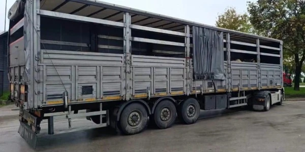 Erenler’de sevk belgesiz 29 büyükbaş karantinaya alındı